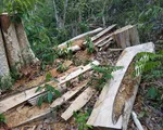 Xử lý nghiêm đối tượng phá rừng trong Khu bảo tồn thiên nhiên Ea Sô