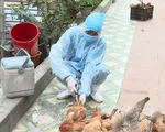 Thanh Hóa khống chế dịch cúm gia cầm H5N6