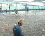 Bạc Liêu tập trung tìm đầu ra cho người nuôi tôm