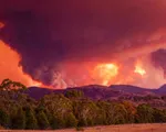Cháy rừng nghiêm trọng tại thủ đô của Australia