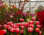 Chiêm ngưỡng hàng nghìn cây hoa tulip nở sớm ở Nga