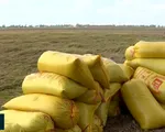 Niềm vui được mùa, trúng giá của người trồng lúa ĐBSCL