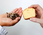 Thưởng thức bánh ngọt từ... côn trùng