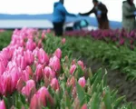 Nông dân trồng hoa tulip ở Mỹ thất thu vì COVID-19