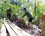 Yêu cầu điều tra nghiêm vụ lâm tặc ngang nhiên mở đường vào phá rừng tại Phú Yên