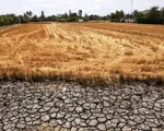Hạn hán, xâm nhập mặn tại ĐBSCL nghiêm trọng hơn trong mùa khô tới