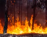 Công nghệ giúp phát hiện và cảnh báo cháy rừng sớm