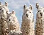 Lạc đà Alpaca có thể nắm giữ chìa khóa cho các phương pháp điều trị COVID-19