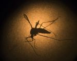 Mỹ: Thả hơn 750 triệu con muỗi biến đổi gene để diệt muỗi tự nhiên