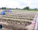 Ninh Thuận: Cánh đồng lớn cho cây đặc hữu vùng khô hạn