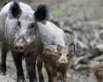 Đức ghi nhận trường hợp lợn rừng mắc bệnh tả lợn châu Phi đầu tiên