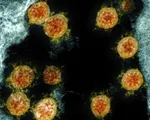 Virus SARS-CoV-2 có thể tồn tại ở ngoài trời lâu hơn vào mùa thu