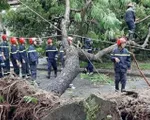 Hơn 15.000 cây đổ ngã, gây tắc nghẽn nghiêm trọng do bão số 5