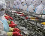 EVFTA có hiệu lực, tôm Việt vào EU tăng trưởng hai con số