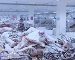 Nguy hại tình trạng nhiễm độc thiếc