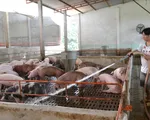 Hụt nguồn lợn nhập khẩu Thái Lan, lợn hơi liên tục tăng giá