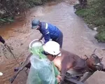 Yêu cầu Thừa Thiên - Huế làm rõ nguyên nhân trâu bò chết rét nhiều