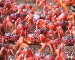 Hàng triệu con cua đỏ di cư về biển Australia đẻ trứng