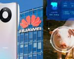 Smartphone bết bát, Huawei chuyển hướng… nuôi lợn bằng AI