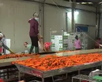 80.000 tấn cà rốt chưa thể tiêu thụ, Hải Dương mong các tỉnh hỗ trợ