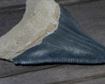 Hóa thạch răng cá mập 'khủng' nặng 1,3 kg và dài 17 cm