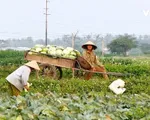 Nông sản ở nhiều địa phương rẻ như cho vẫn không có người mua