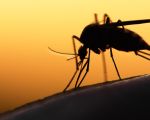 Nghiên cứu muỗi biến đổi gene chống sốt rét