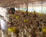 Giá thức ăn chăn nuôi tăng chóng mặt