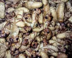 Nam thanh niên bị ngộ độc sau khi ăn ve sầu