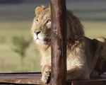 Nam Phi hướng tới cấm nuôi nhốt sư tử để kinh doanh du lịch