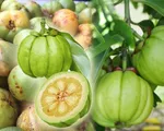 Bí quyết giảm cân an toàn từ thảo dược tự nhiên