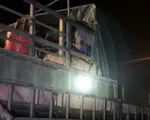 20 người trốn trên 5 xe chở lợn để qua chốt kiểm dịch