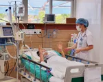 Gia tăng bệnh nhân bị rắn cắn nhập viện