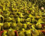 Hoa quả Việt xuất sang Trung Quốc tăng mạnh