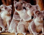 Australia mất đi 1/3 số Koala trong 3 năm qua