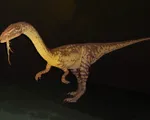 Chiếc đuôi dài giúp khủng long hai chân Coelophysis... chạy nhanh hơn