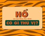 Hổ của năm Nhâm Dần 2022 có điều gì thú vị?