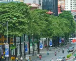Nhiều người d&acirc;n H&agrave; Nội ủng hộ đề xuất di dời 80 c&acirc;y hoa sữa