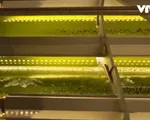 Sử dụng vi tảo hấp thụ khí CO2