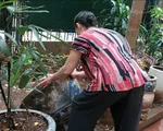 Phòng chống sốt xuất huyết: Ý thức của người dân rất quan trọng