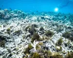 Rạn san hô Great Barrier ở Australia nên nằm trong danh sách "đang gặp nguy hiểm"