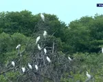 Giữ rừng ngập mặn cho đàn chim di trú