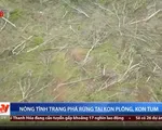 Nóng tình trạng phá rừng tại Kon PLông, Kon Tum