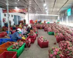 Gỡ nút thắt xuất khẩu nông sản sang Trung Quốc
