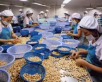Vụ 100 container hạt điều: Tiếp tục có những diễn biến tích cực