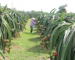 Nông dân chặt bỏ hàng nghìn ha thanh long