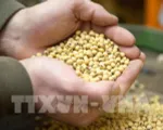 FAO: Giá lương thực toàn cầu cao kỷ lục do cuộc chiến ở Ukraine