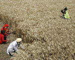 Nông dân Ấn Độ lao đao vì lệnh cấm xuất khẩu lúa mỳ