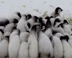 Loài chim cánh cụt hoàng đế trên bờ tuyệt chủng