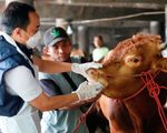 Bệnh lở mồm long móng “phủ bóng” lên lễ hội Eid al-Adha ở Indonesia